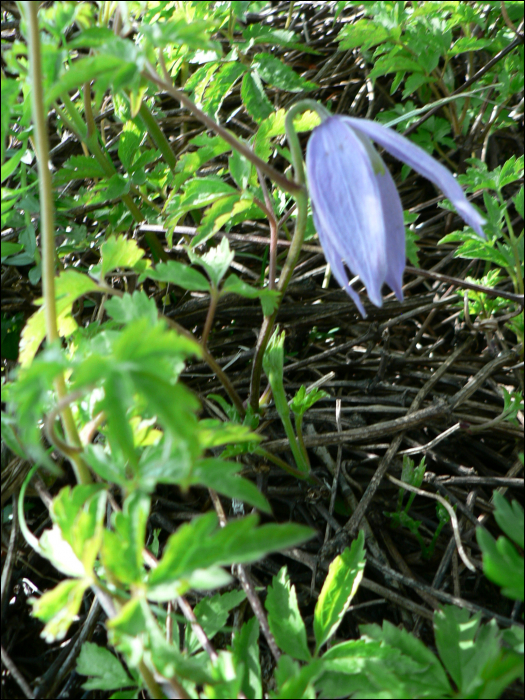 Clematitis alpina (L.)