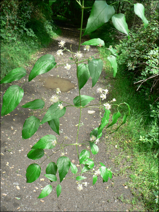 Clematitis vitalba L.