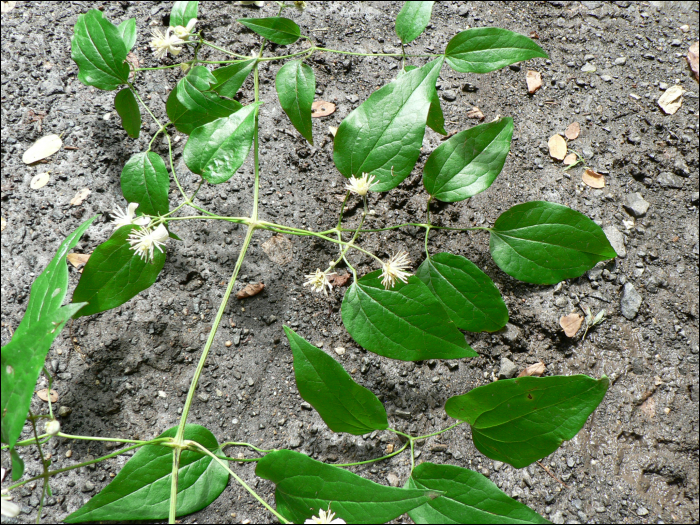 Clematitis vitalba L.