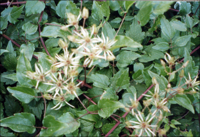 Clematitis vitalba L.