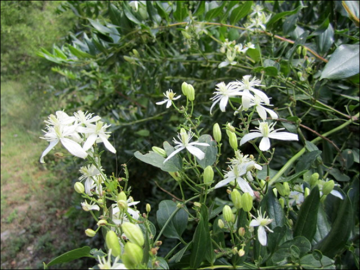 Clematitis vitalba L.