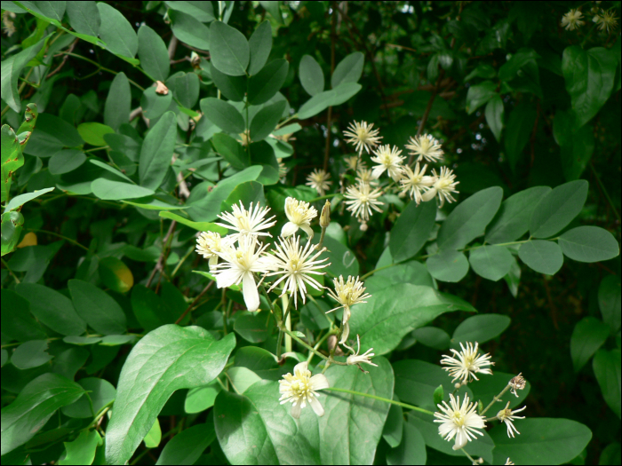 Clematitis vitalba L.