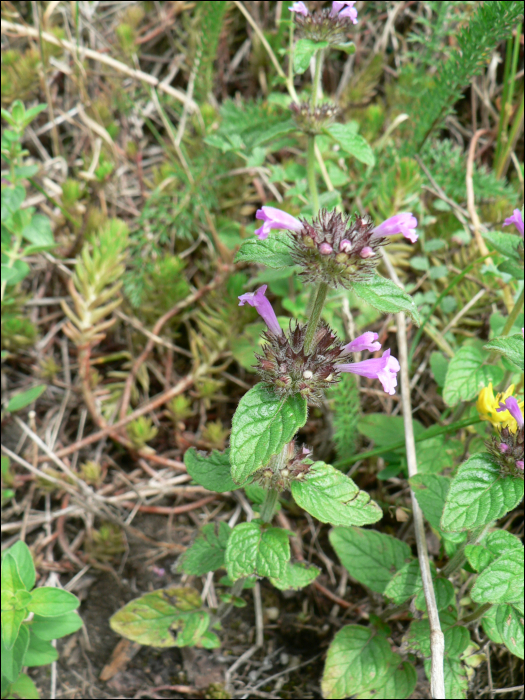 Clinopodium acinos (=Acinos arvensis)