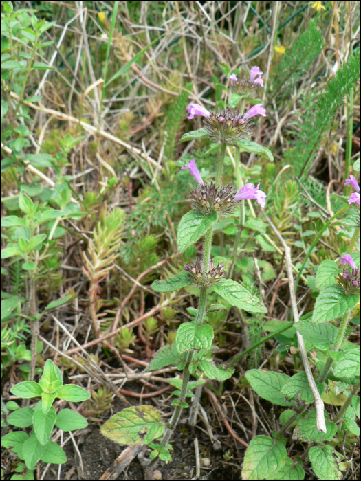 Clinopodium acinos (=Acinos arvensis)