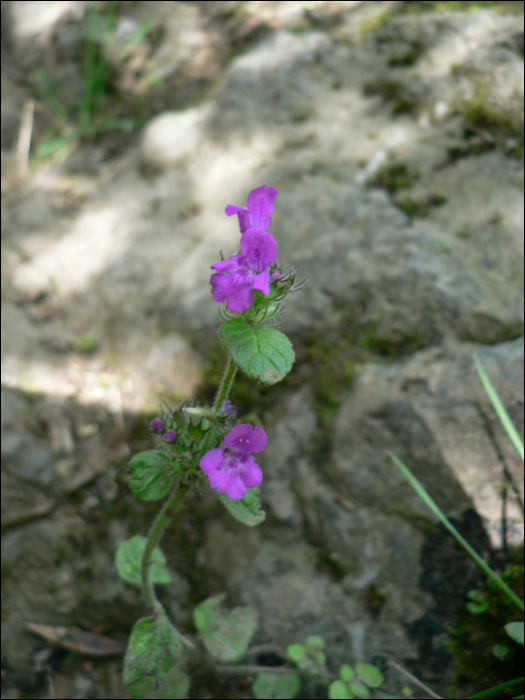 Clinopodium acinos (=Acinos arvensis)