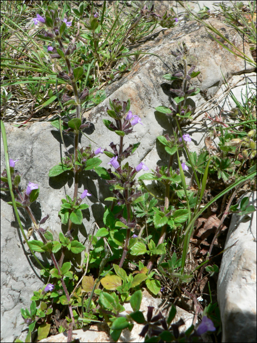 Clinopodium acinos (=Acinos arvensis)