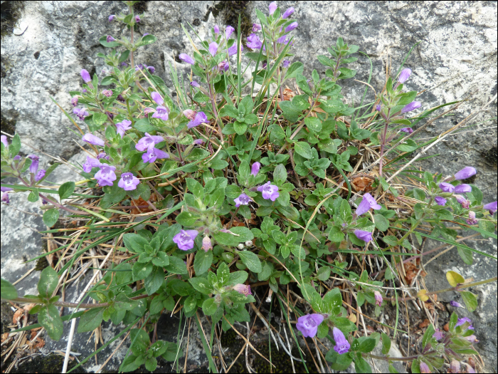 Clinopodium alpinum (=acinos a.)