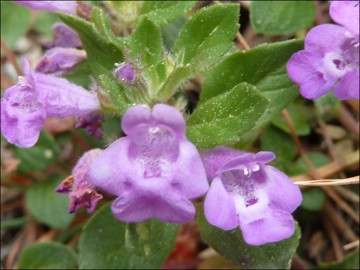 Clinopodium alpinum (=acinos a.)