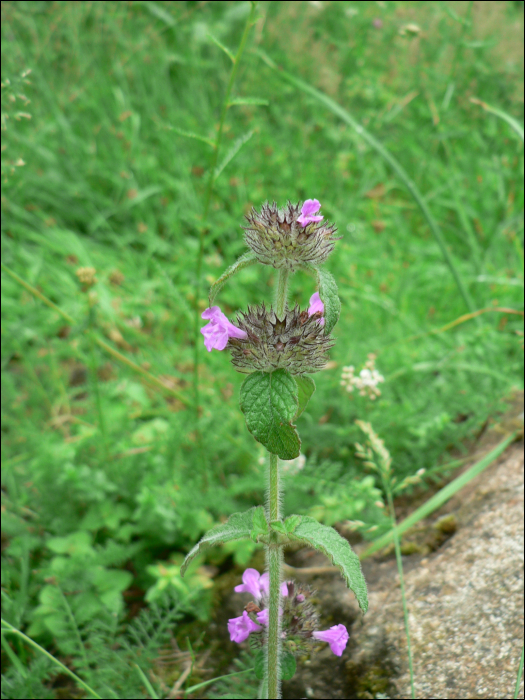 Clinopodium vulgare (=Satureja vulgaris)