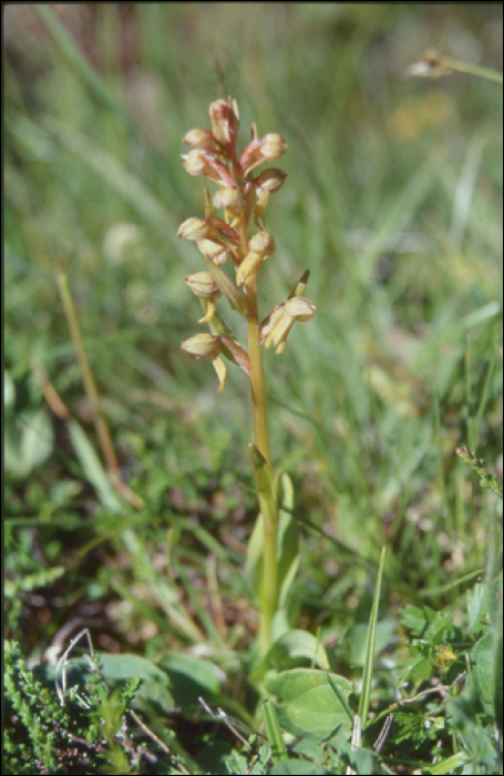 Coeloglossum viride