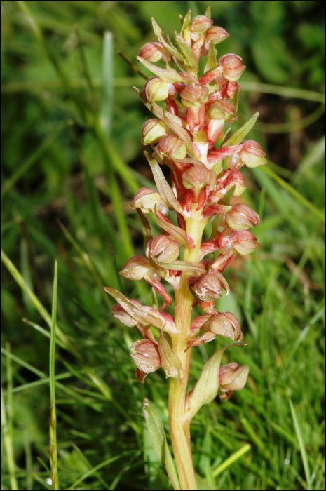 Coeloglossum viride