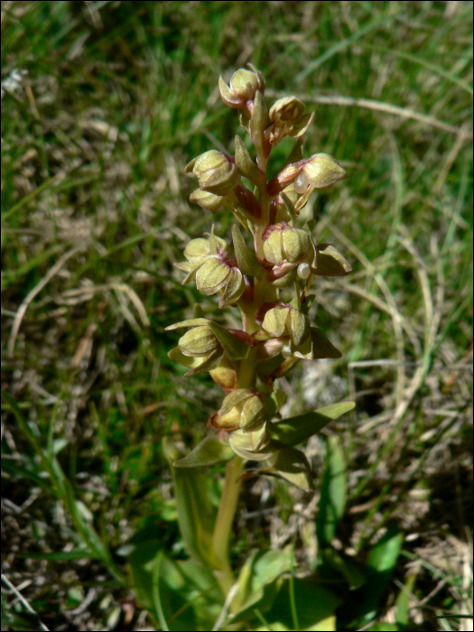 Coeloglossum viride