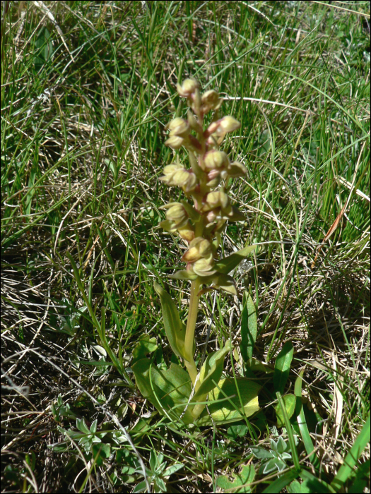 Coeloglossum viride