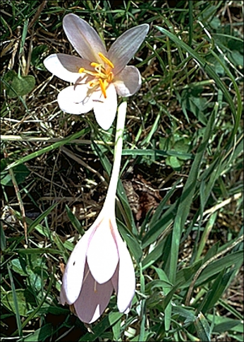 Colchicum autumnale L.