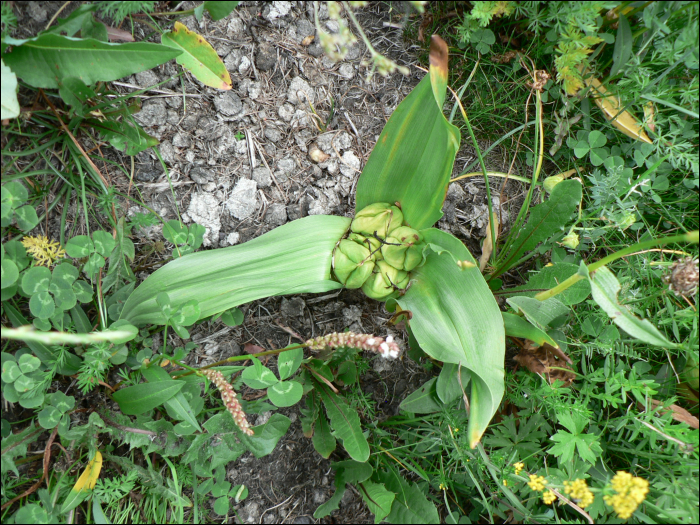 Colchicum autumnale L.