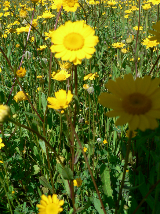 Coleostephus myconis (=Chrysanthemum m.)