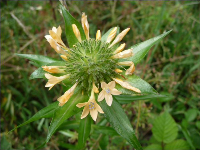 Collomia grandiflora