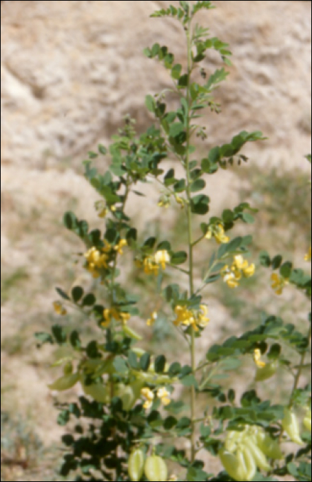 Colutea arborescens