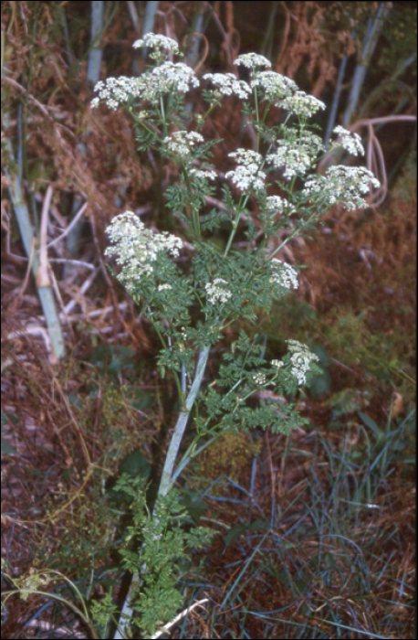 Conium maculatum