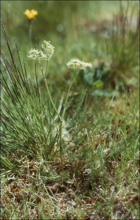 Conopodium majus (Gouan) (=Conopodium denudatum)