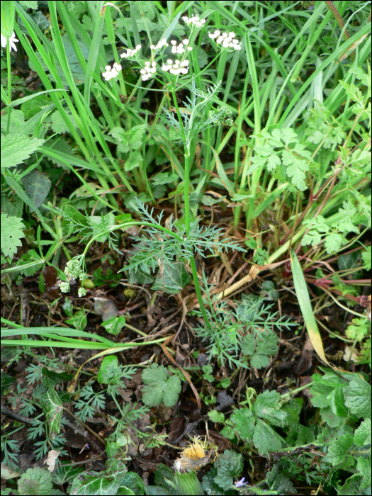 Conopodium majus (Gouan) (=Conopodium denudatum)