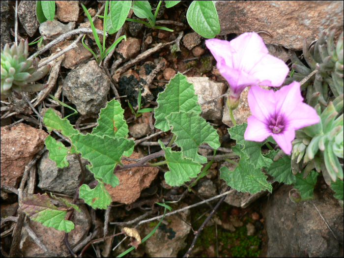 Convolvulus althaeoïdes L.