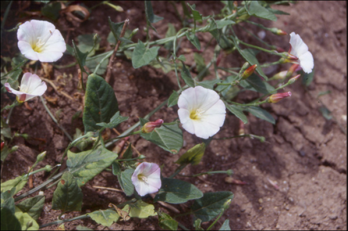 Convolvulus arvensis L.