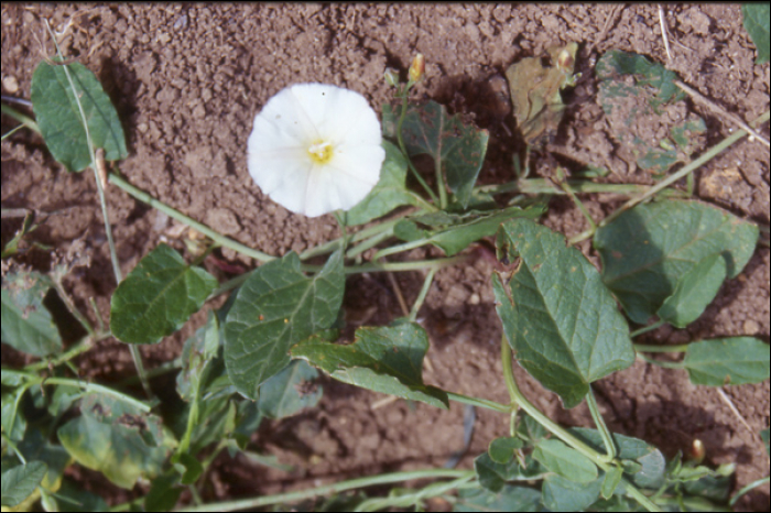 Convolvulus arvensis L.