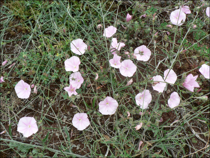 Convolvulus cantabrica L.