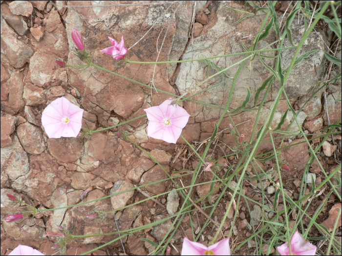 Convolvulus cantabrica L.