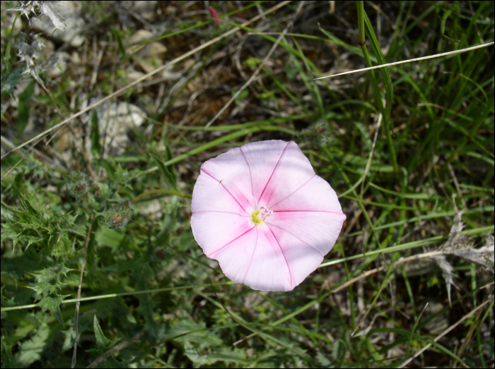 Convolvulus cantabrica L.