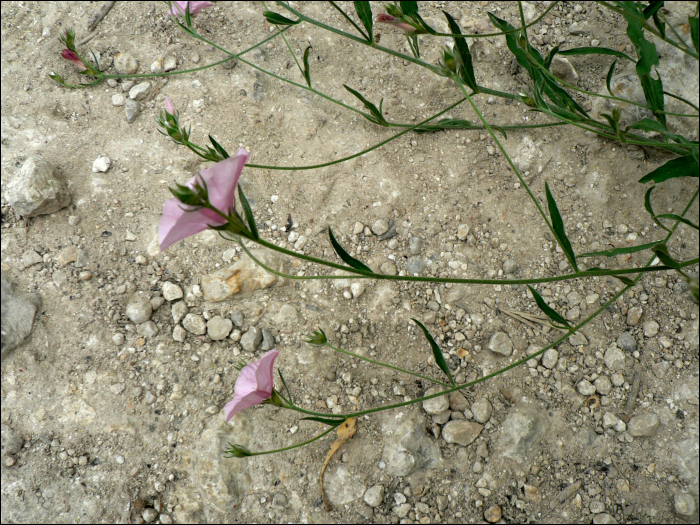 Convolvulus cantabrica L.