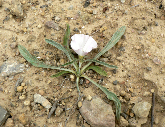 Convolvulus lineatus