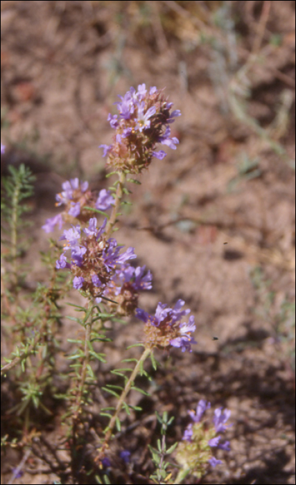 Coris monspeliensis