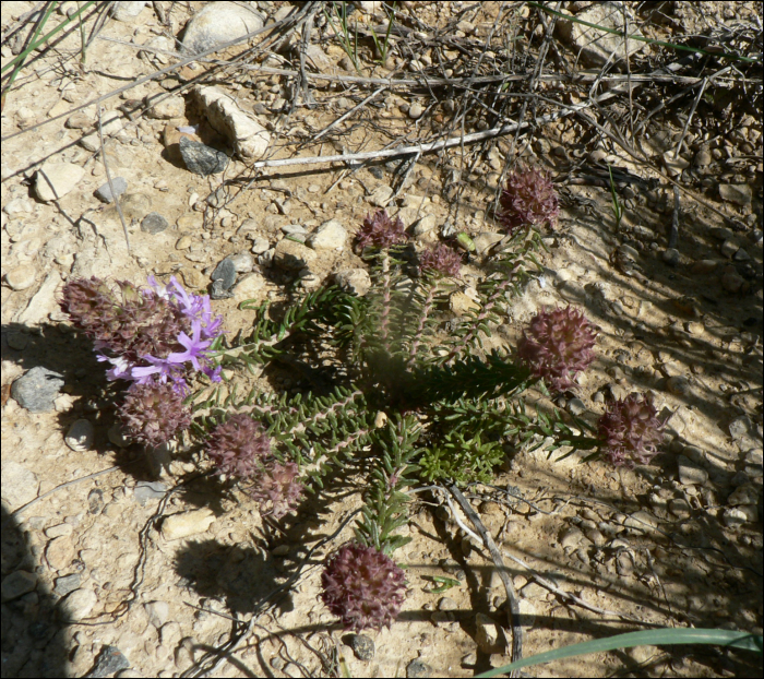 Coris monspeliensis