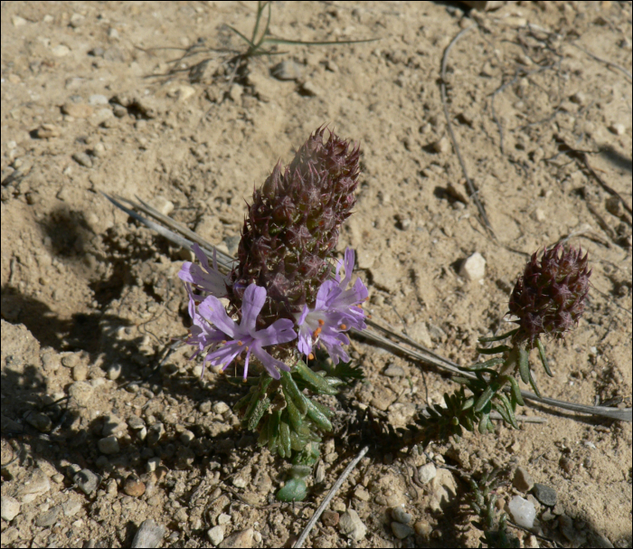 Coris monspeliensis