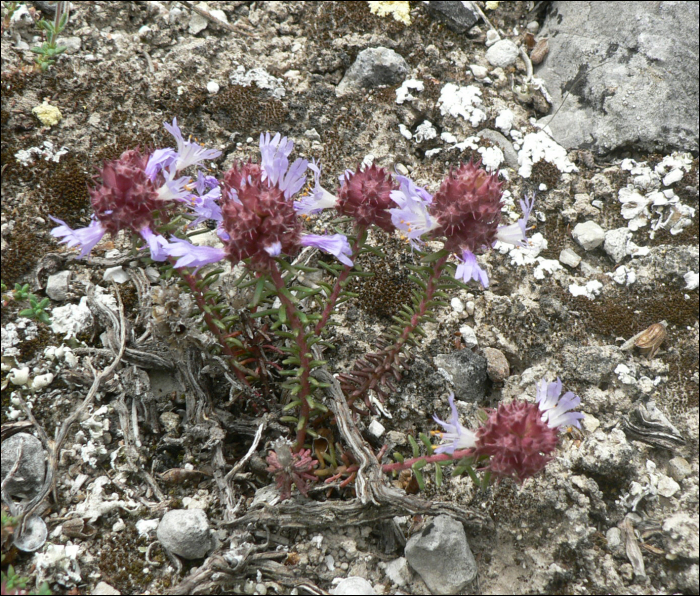 Coris monspeliensis