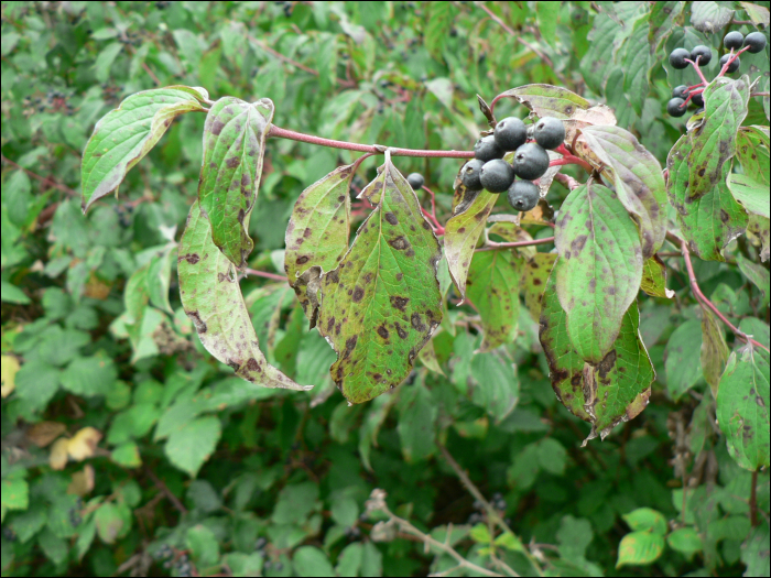 Cornus sanguinea