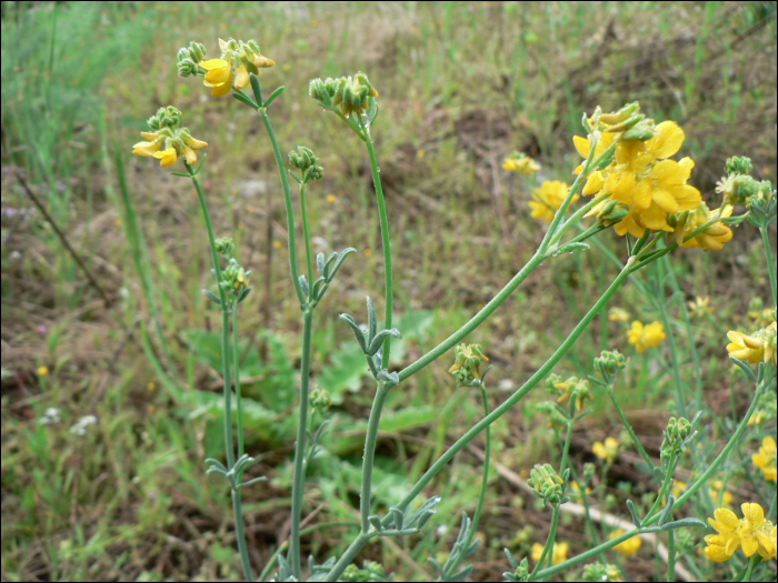 Coronilla juncea