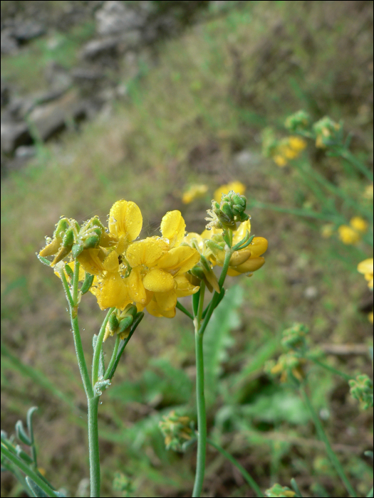 Coronilla juncea