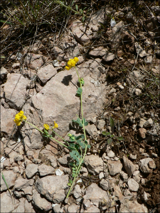 Coronilla minima L.