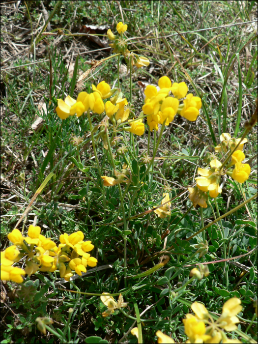 Coronilla minima L.