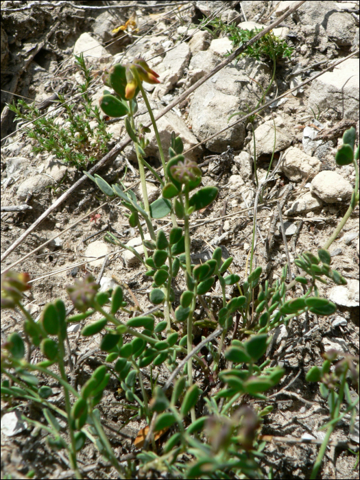 Coronilla minima L.