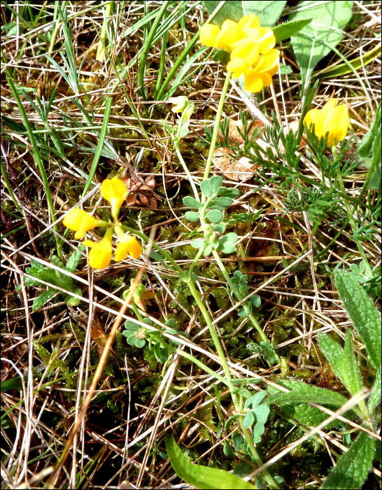 Coronilla minima L.