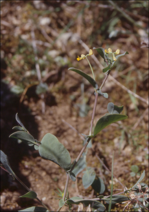 Coronilla scorpioïdes