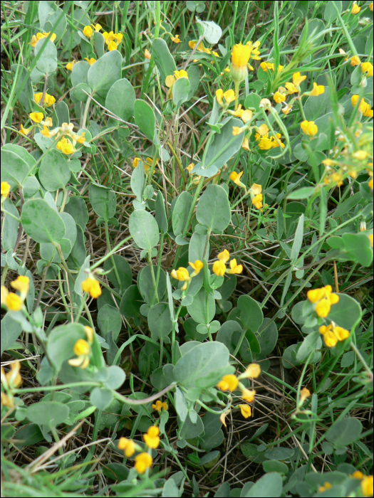 Coronilla scorpioïdes