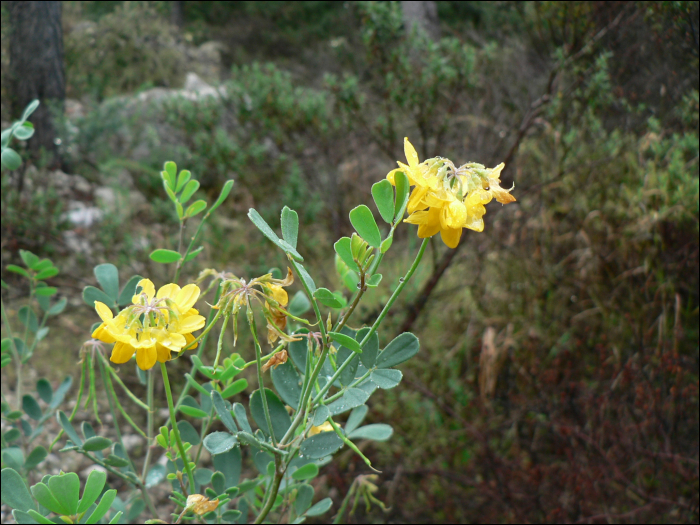 Coronilla valentina glauca