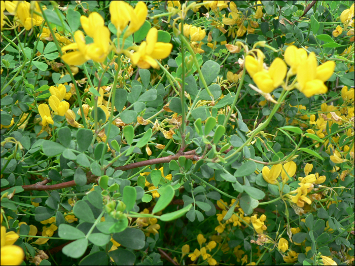 Coronilla valentina glauca