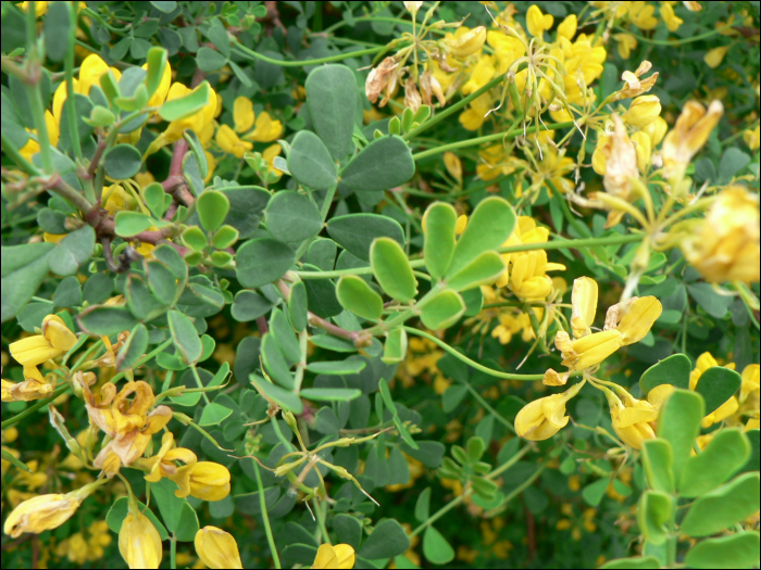 Coronilla valentina glauca