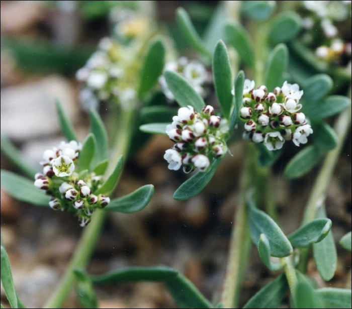 Corrigiola litoralis L.